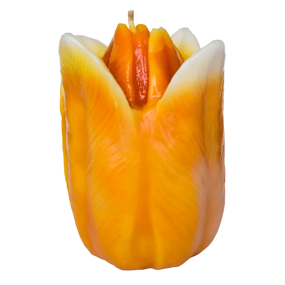 tulipan-naranja